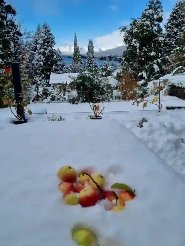 snowy front