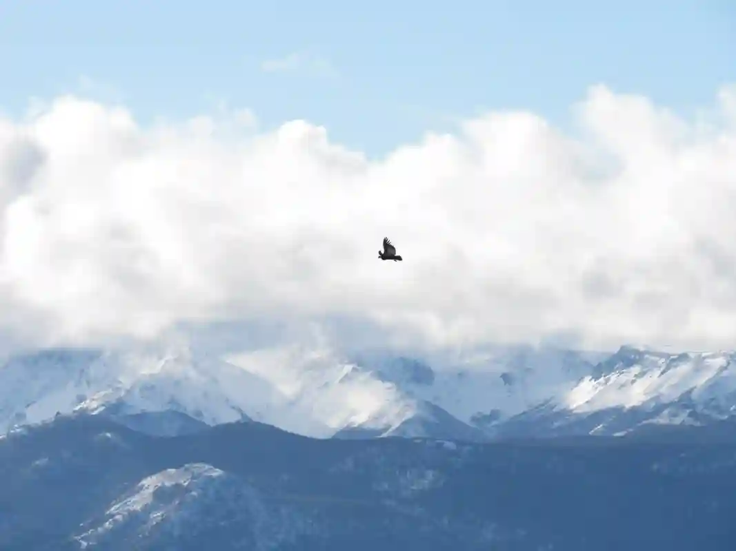 Condor in flight with the snowy mountains in the background