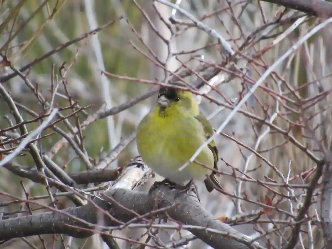 Fauna of Bariloche on a hike near Cinco Cumbres